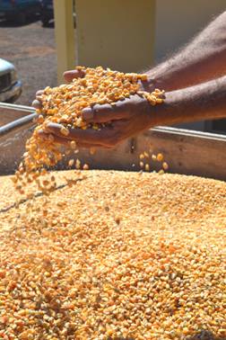 Prorrogada venda de milho em balcão a pequenos produtores Prorrogada venda de milho em balcão a pequenos produtores