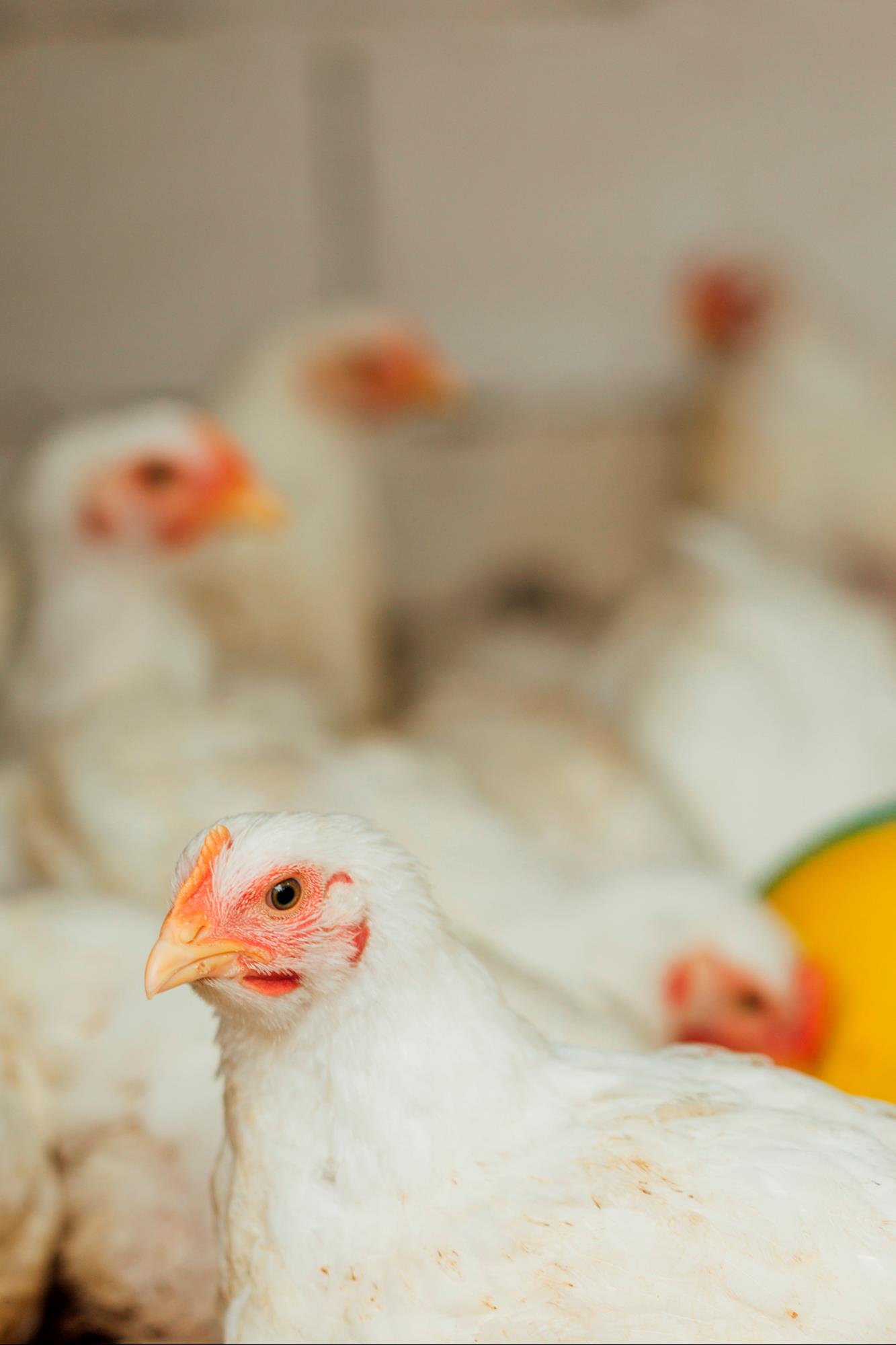 Exportações brasileiras de carne de frango devem bater recorde em 2023 Exportações brasileiras de carne de frango devem bater recorde em 2023