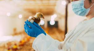 OMSA confirma que Argentina está livre de gripe aviária OMSA confirma que Argentina está livre de gripe aviária