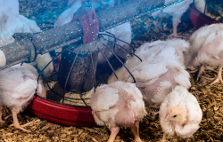 O Papel da Inteligência Artificial no Crescimento da Indústria Avícola Brasileira