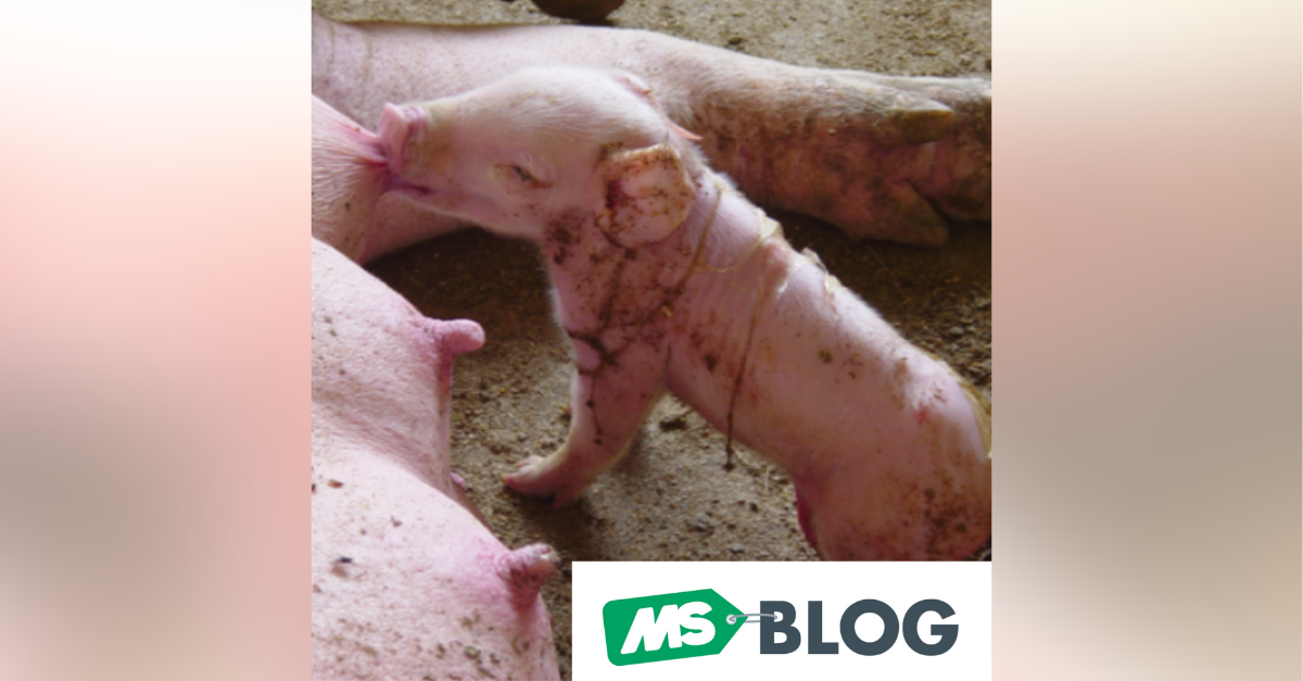 Disbiose: O caos no intestino do leitão