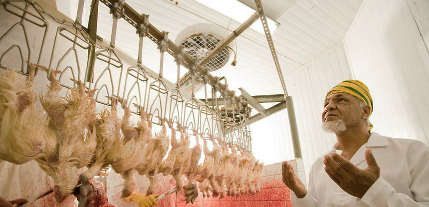 20081114 / Marcelo Min / Fotogarrafa Dr Walter Gomes divulgador do islã, trabalha com certificação de abate ou sacrifício Halal Monte Alegre do Sul / Granja OSATO Doctor Walter Gomes, spreader of islam, works with certification of slaughter or Hallal sacrifice 20081114 / Marcelo Min / Fotogarrafa Dr Walter Gomes divulgador do islã, trabalha com certificação de abate ou sacrifício Halal Monte Alegre do Sul / Granja OSATO Doctor Walter Gomes, spreader of islam, works with certification of slaughter or Hallal sacrifice