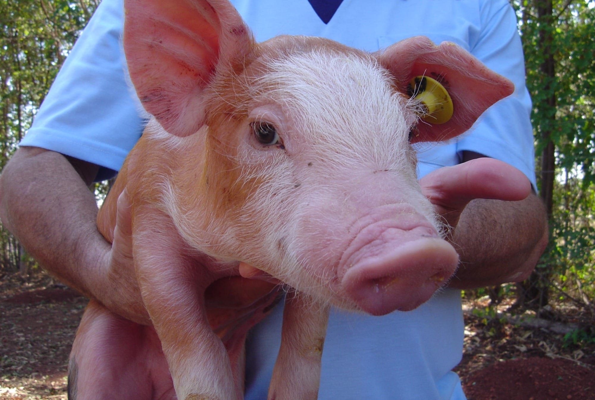 Peru irá vacinar mais de 2 milhões de suínos contra PSC