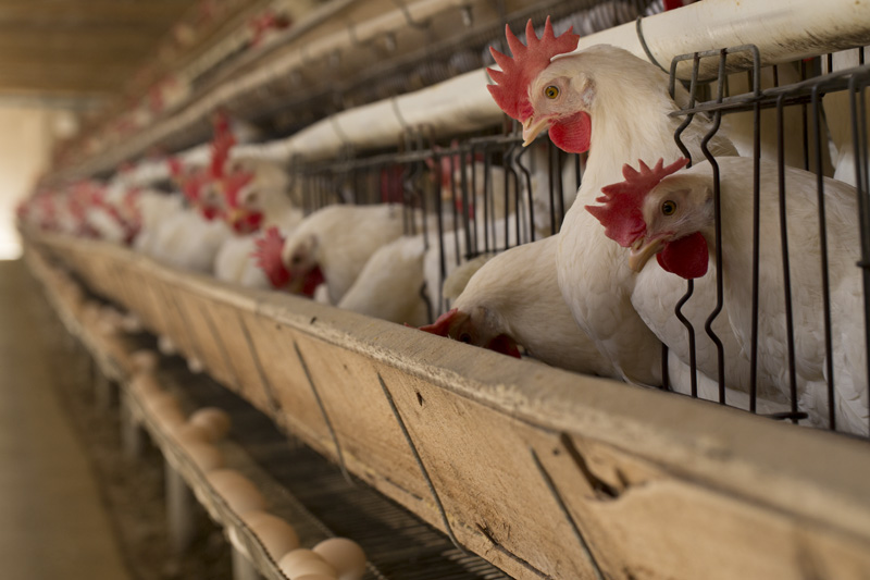 BRF antecipa em 5 anos fim do uso de ovos de galinhas criadas em gaiolas BRF antecipa em 5 anos fim do uso de ovos de galinhas criadas em gaiolas