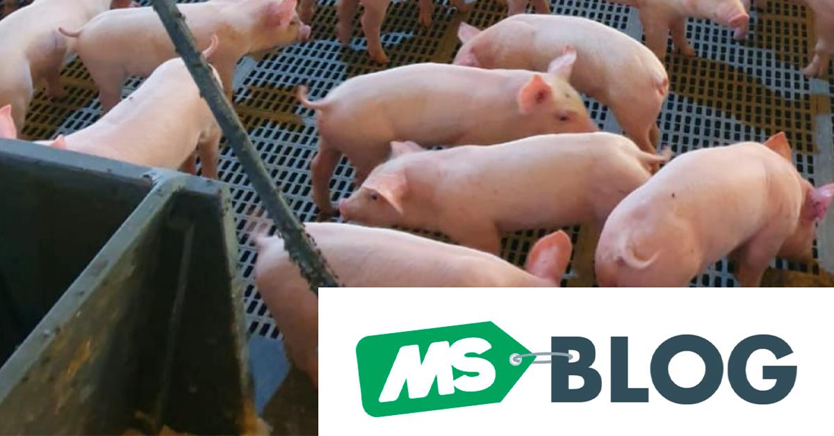 Os 3 piores desafios do leitão desmamado