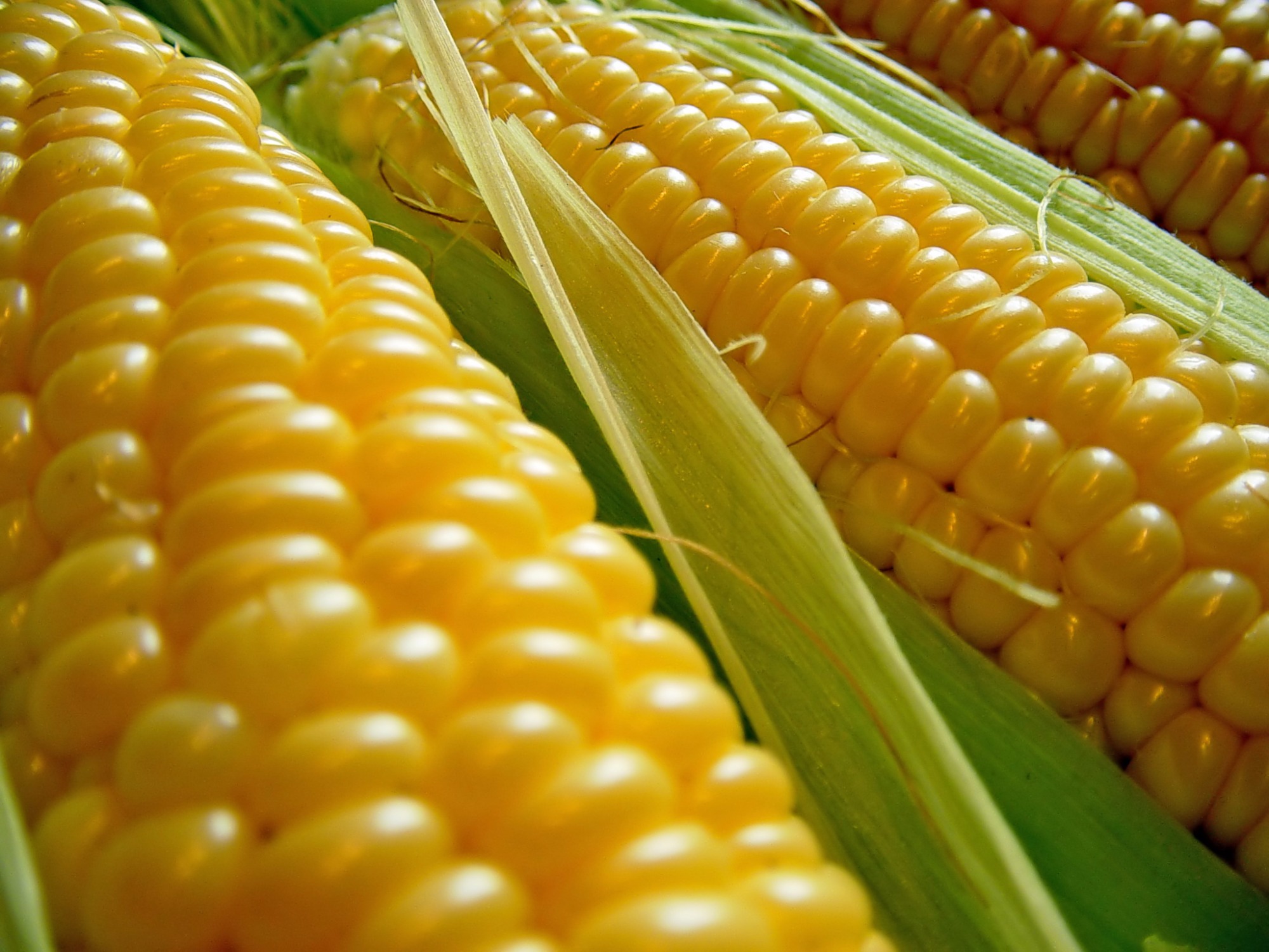 País fixa cota inicial de até 100 mil t de milho por empresa para importação sem taxa