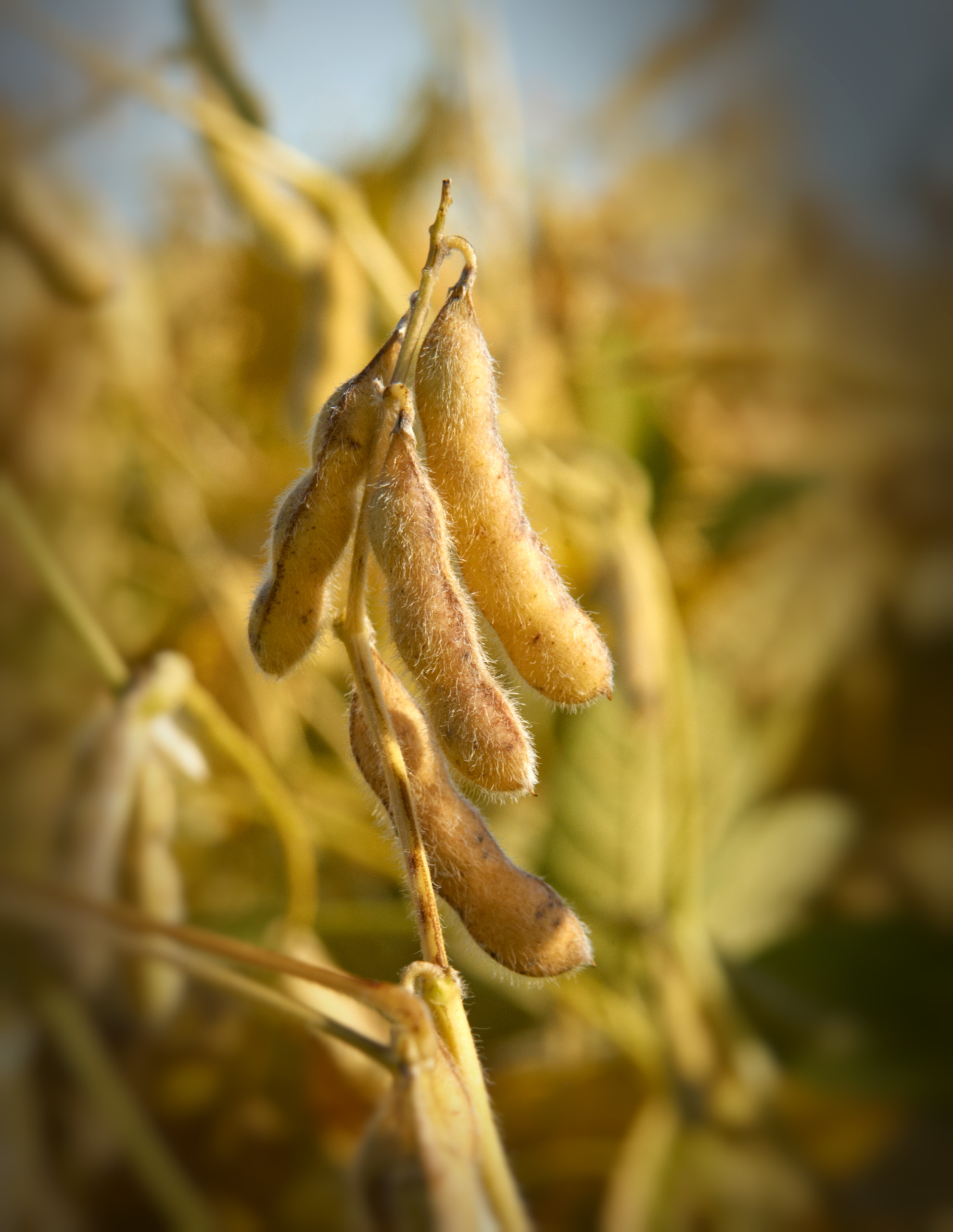 Exportações do complexo soja brasileiro deve bater recorde em 2022