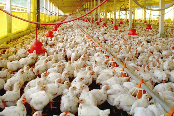 Índia investiga primeiro caso fatal em humano por gripe aviária