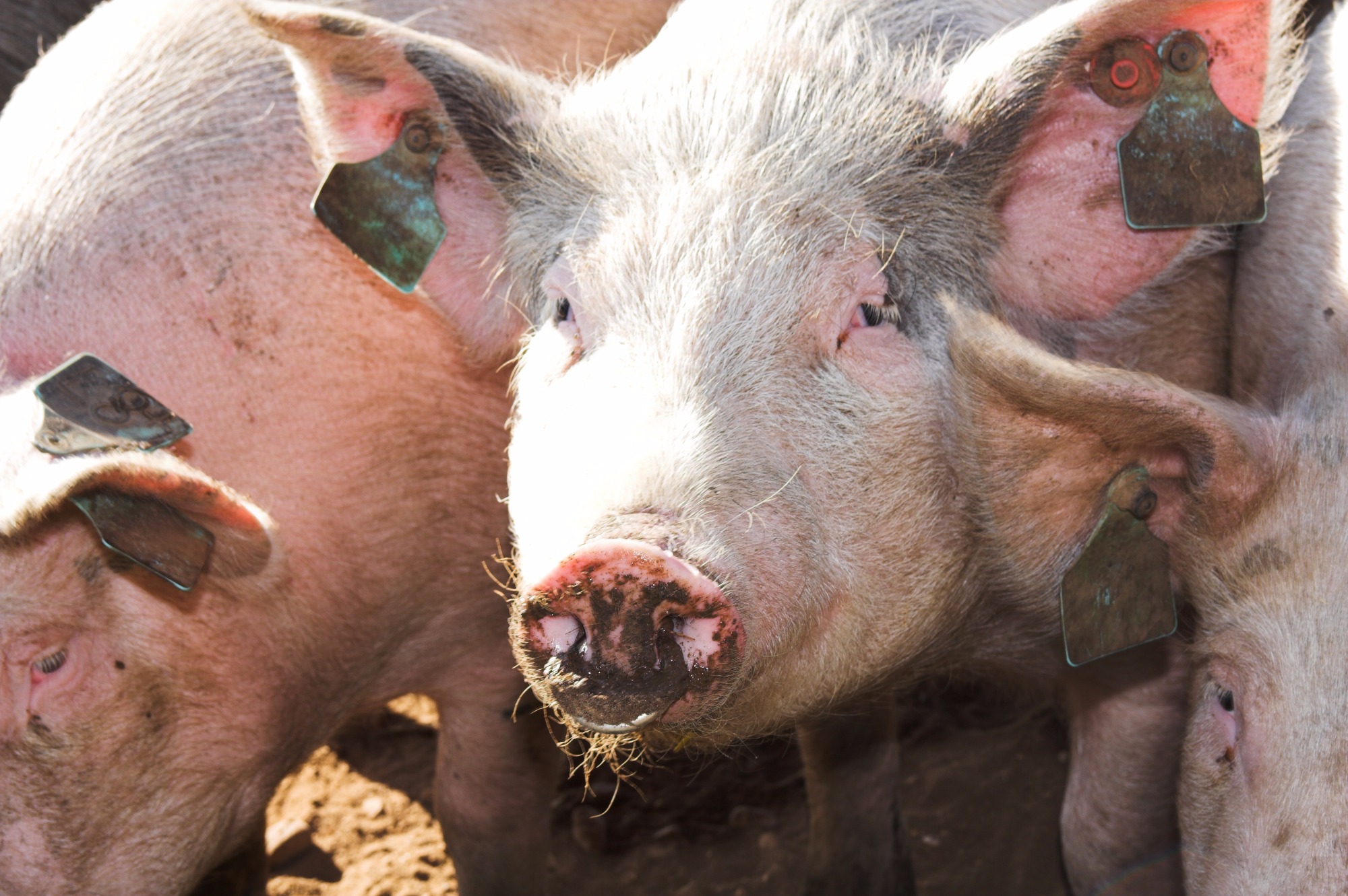 Menor consumo interno limita valorização do suíno
