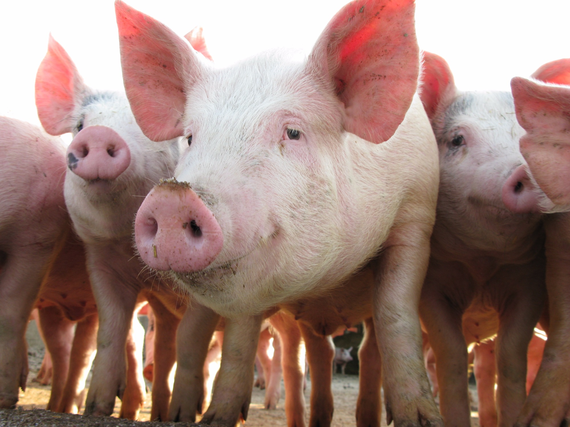 Clube do Leitão recebe representantes da suinocultura nesta quinta-feira (08) Clube do Leitão recebe representantes da suinocultura nesta quinta-feira (08)