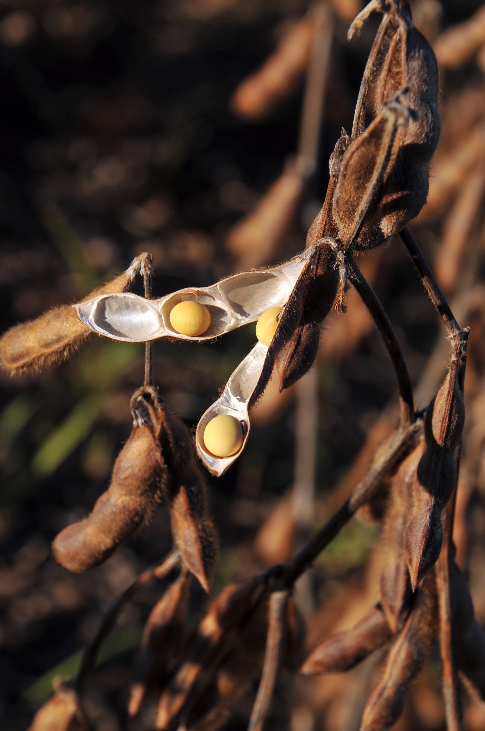 Soja é um dos produtos que impulsionam crescimento de empregos no setor agro paulista