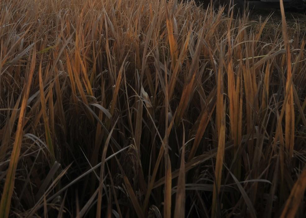 Empresa de alimentos investe R$ 150 milhões em usina de geração de energia com biomassa