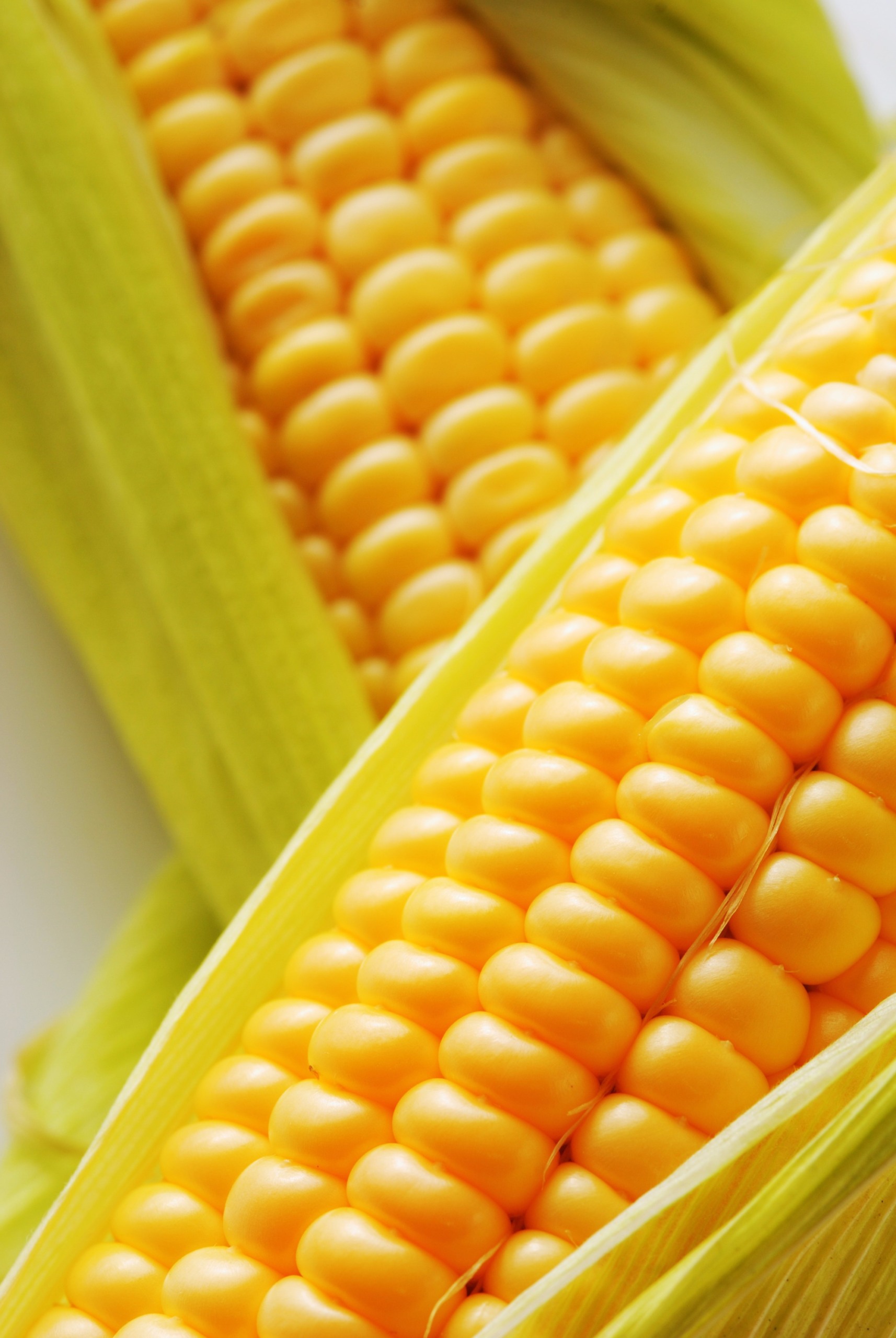 Governo britânico encaminha correspondência à Aliança Internacional do Milho sobre biotecnologia agrícola Governo britânico encaminha correspondência à Aliança Internacional do Milho sobre biotecnologia agrícola