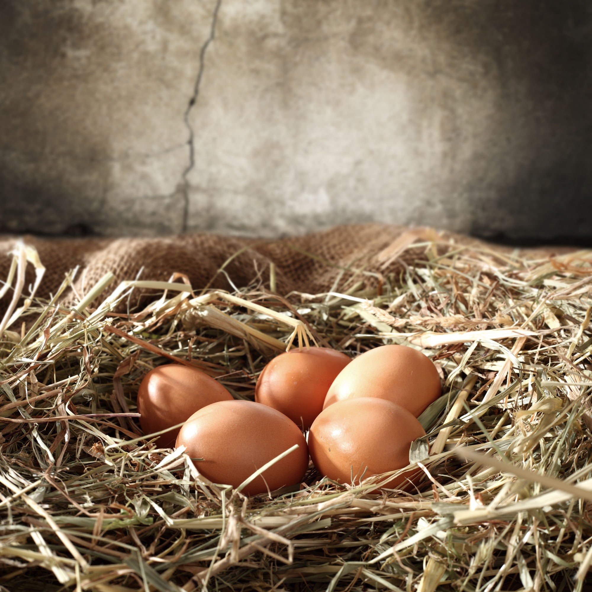 Ovos sustentáveis e o futuro da indústria de alimentos Ovos sustentáveis e o futuro da indústria de alimentos