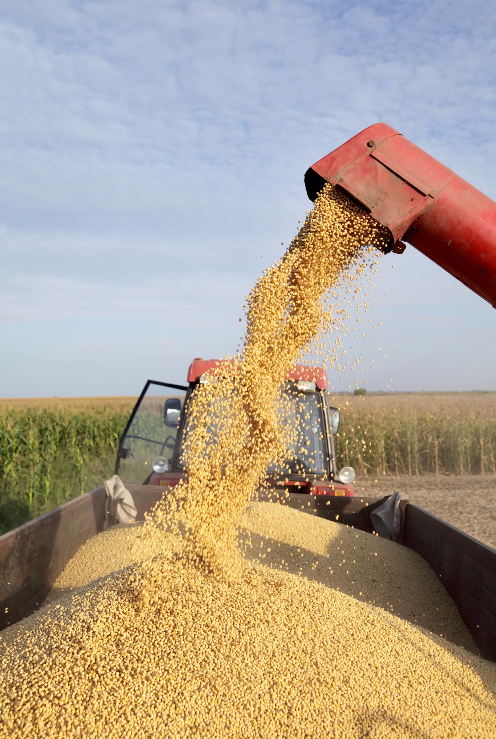 Demanda chinesa impulsiona importações de soja do Brasil em 20% Demanda chinesa impulsiona importações de soja do Brasil em 20%