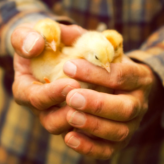 Em São Paulo, projeto de lei quer proibir descarte de pintinhos machos