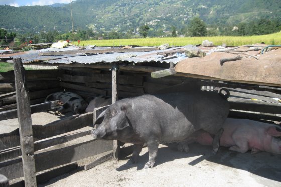 Mudança nos hábitos faz consumo de carne suína ser cada vez maior no Nepal