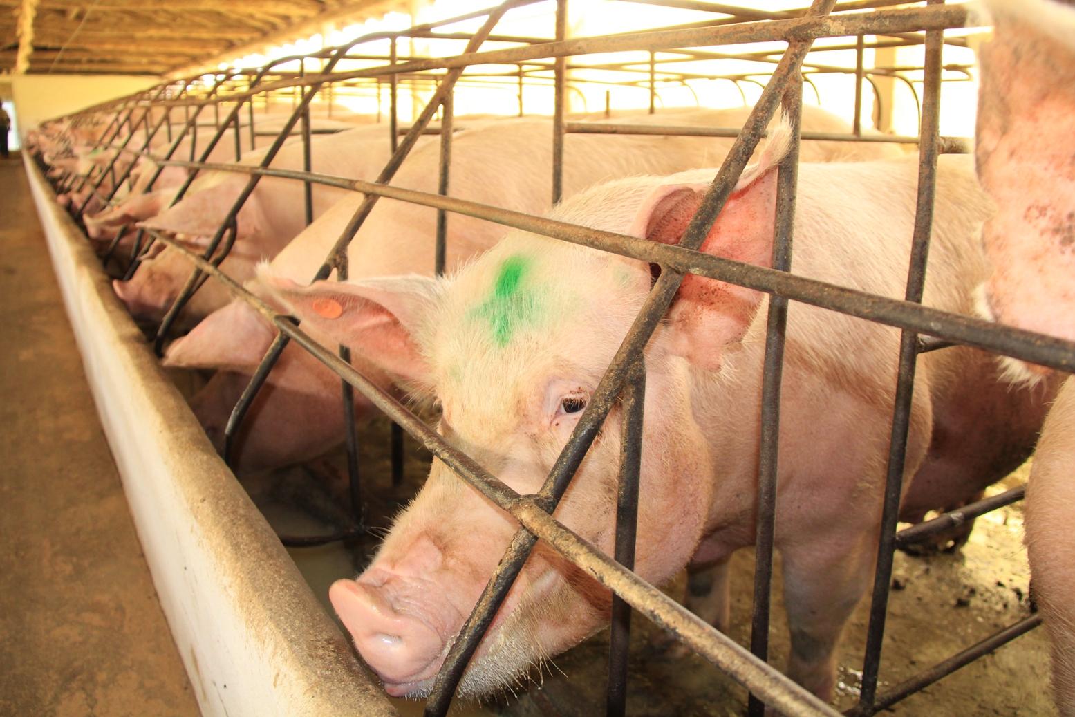 Projeto torna cadeia suinícola mais eficiente com produção estandardizada