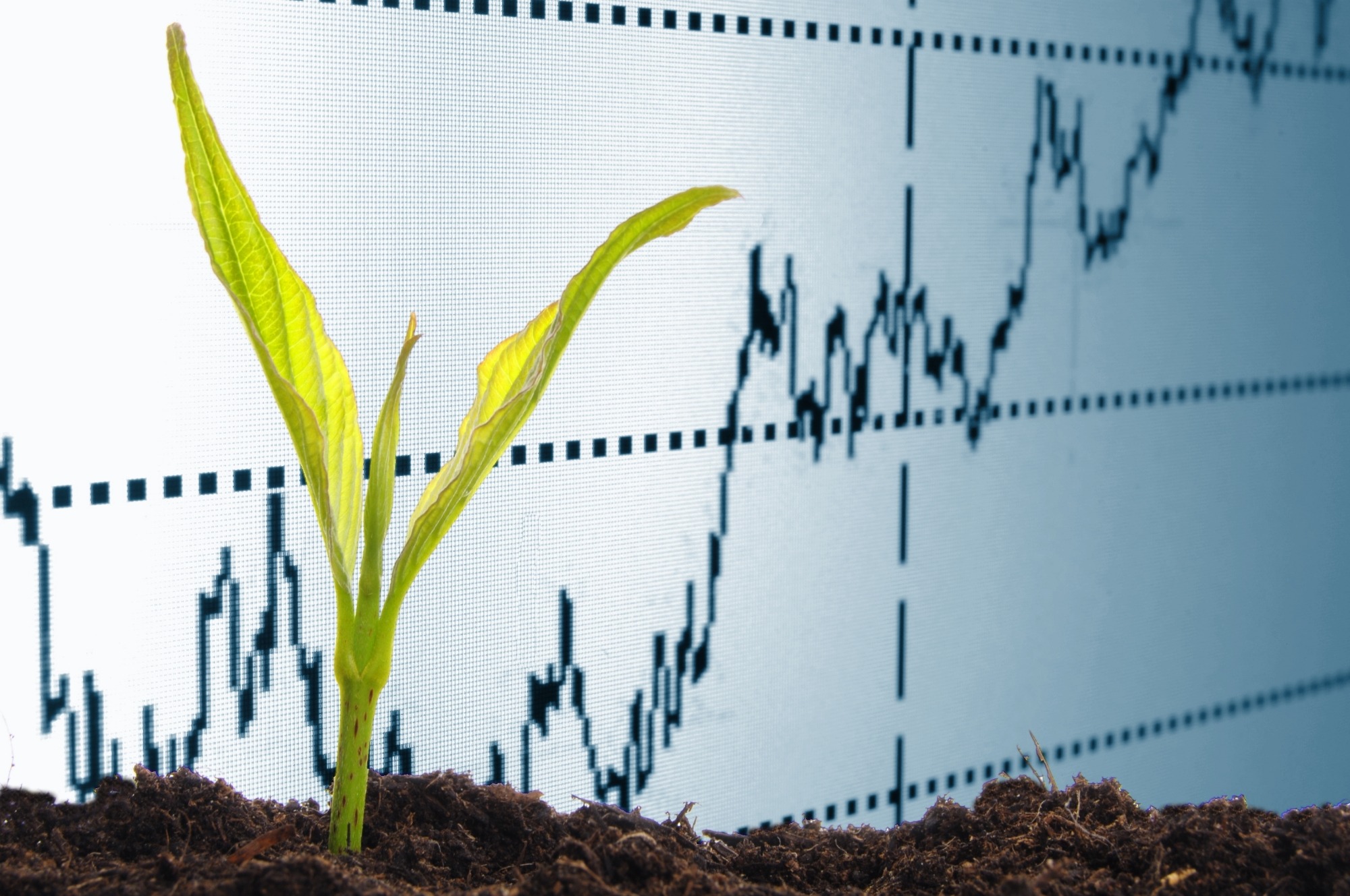 Custos de produção de frangos e de suínos recuam em junho