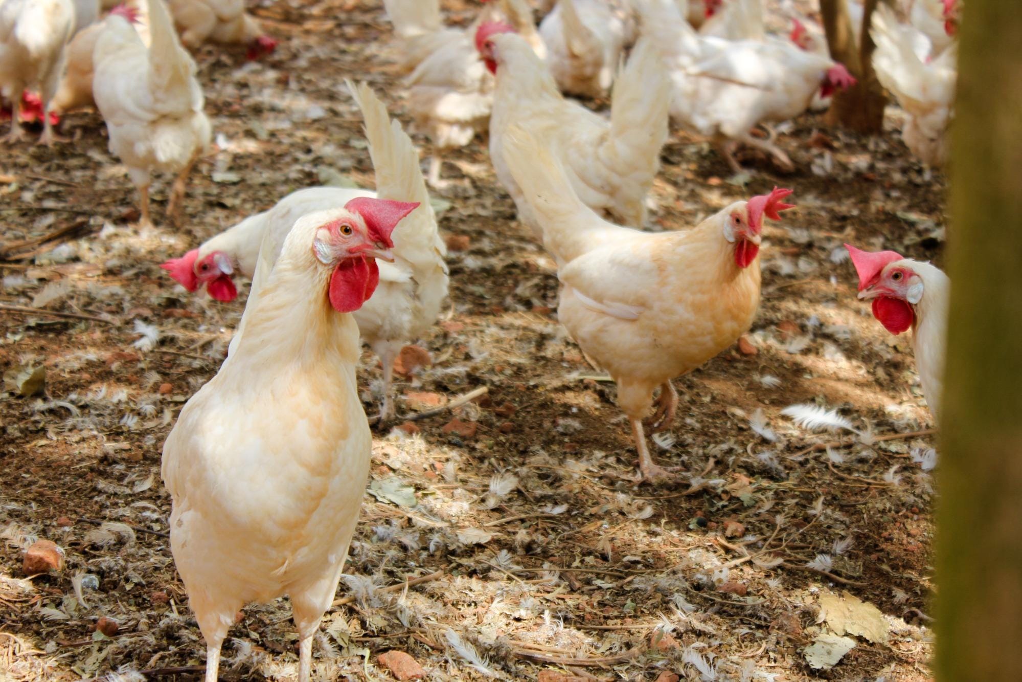 Vendas de ovos de galinhas criadas ao ar livre corre risco no Reino Unido Vendas de ovos de galinhas criadas ao ar livre corre risco no Reino Unido