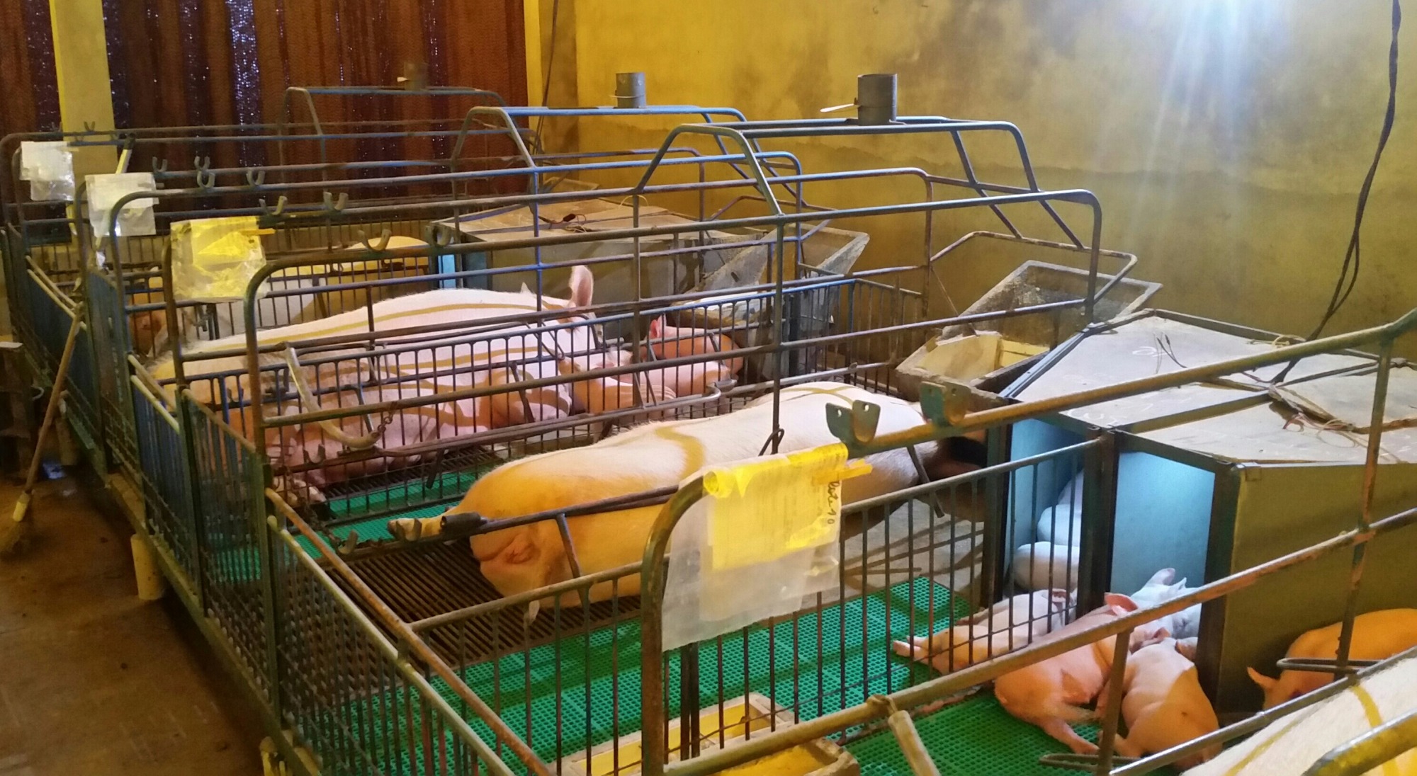 Suinocultura, conforto térmico e produção animal