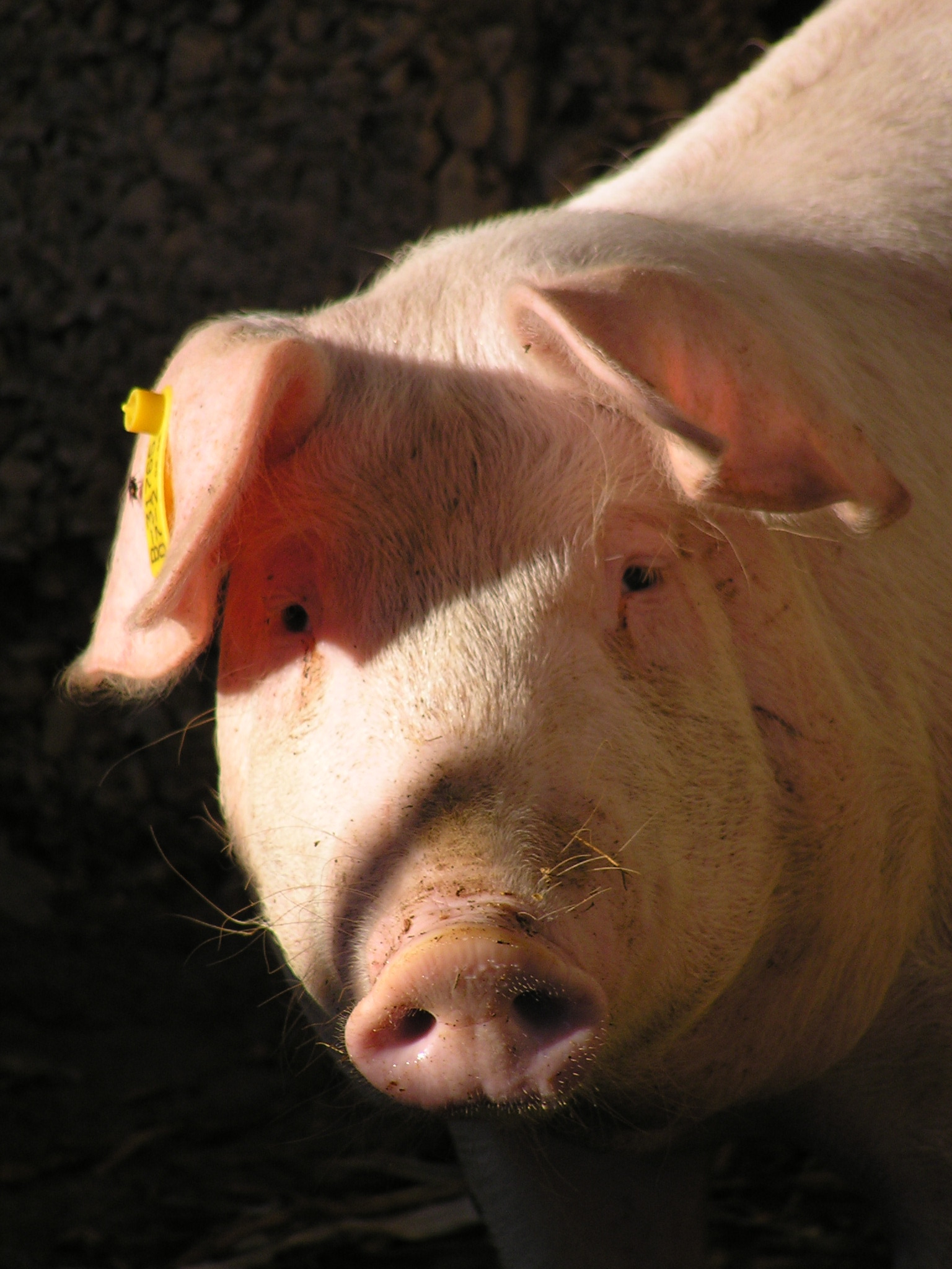 OLYMPUS DIGITAL CAMERA OLYMPUS DIGITAL CAMERA