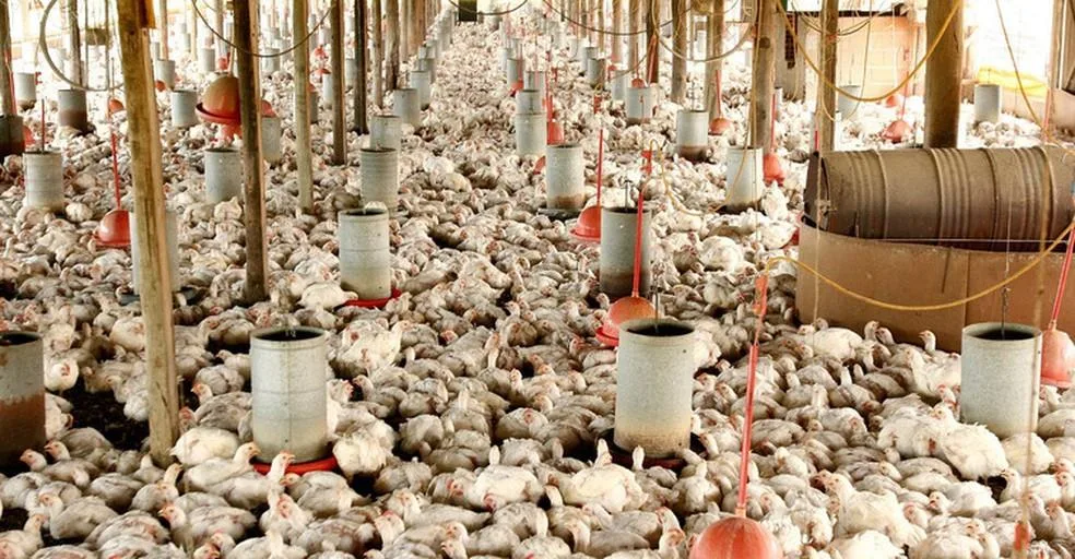 Abate de frangos registra alta no quarto trimestre de 2022
