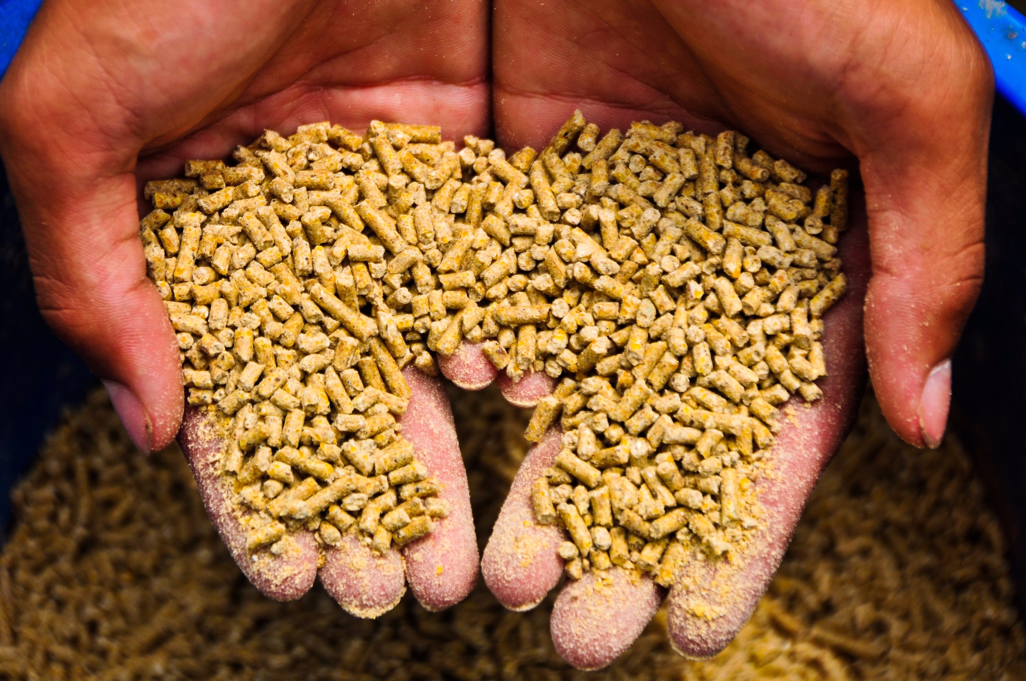 Nutrição de precisão: o novo caminho da produção animal