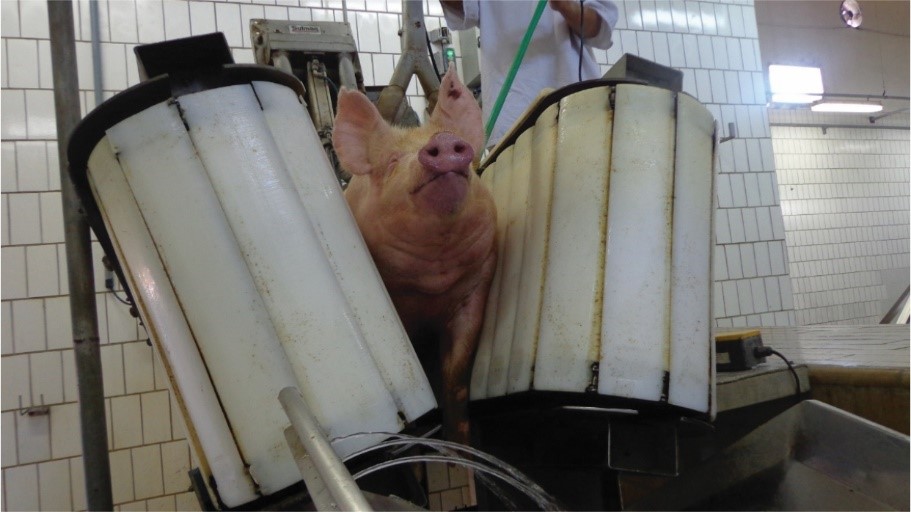 Mapa estabelece normas para credenciar entidades que realizam treinamento para abate