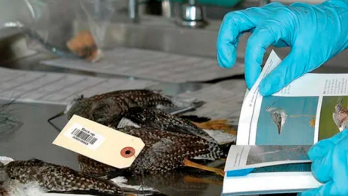 México relata caso de influenza aviária em aves silvestres México relata caso de influenza aviária em aves silvestres