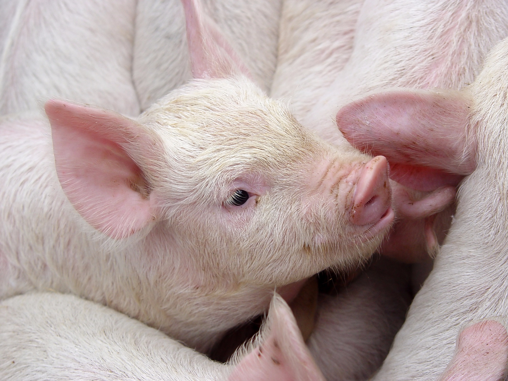 Valores do suíno vivo reagem em muitas regiões