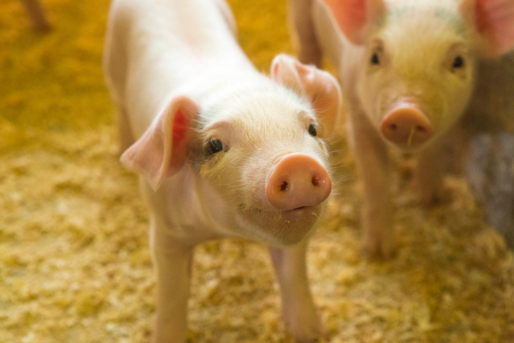 Por menores custos, verticalização se torna tendência entre suinocultores