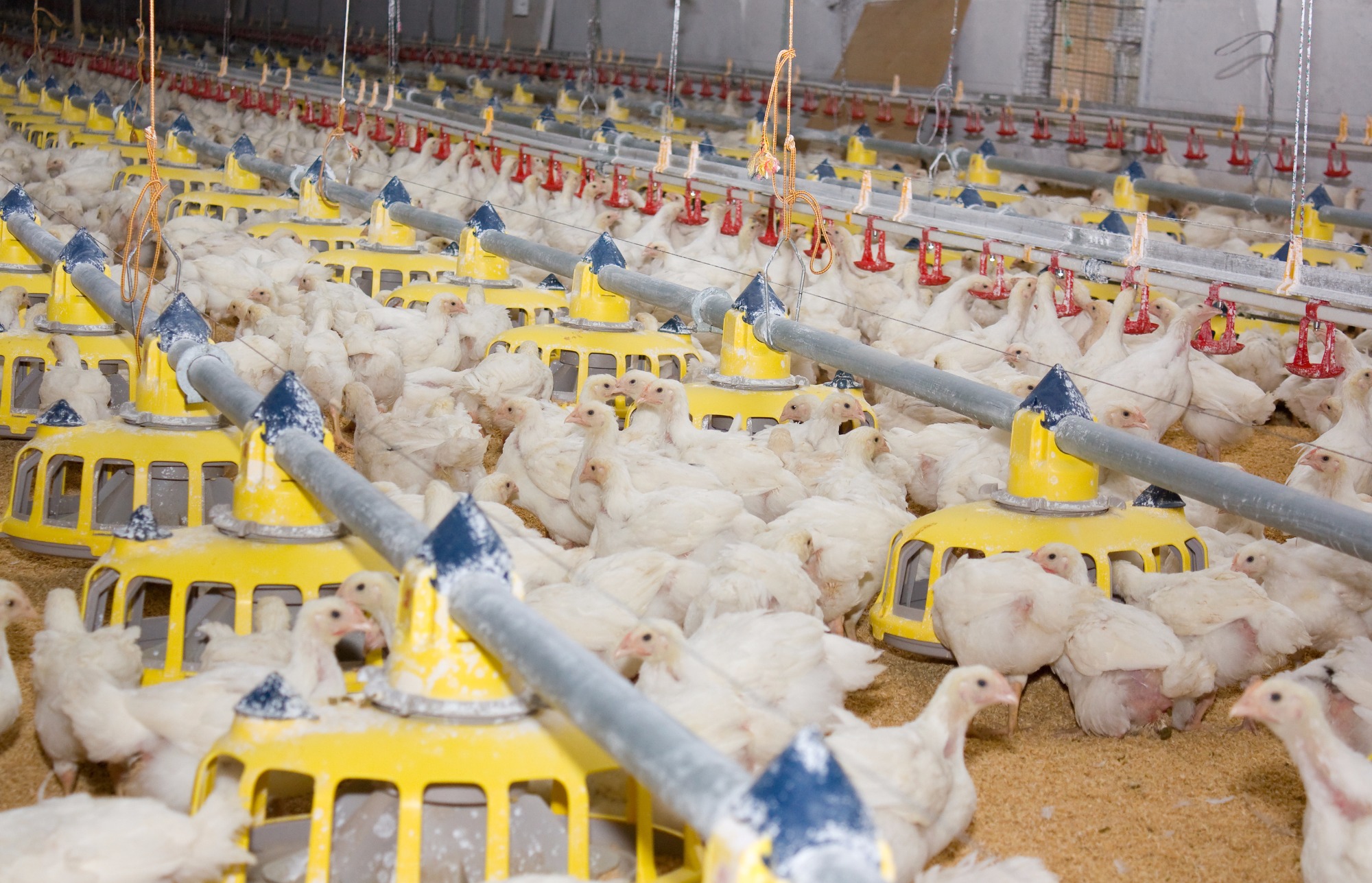 Mesmo com demanda fraca preços do frango sobem