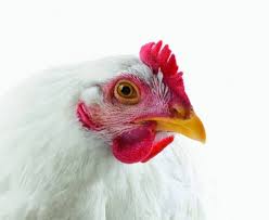 Exportações brasileiras de carne de frango atingem novo recorde em maio