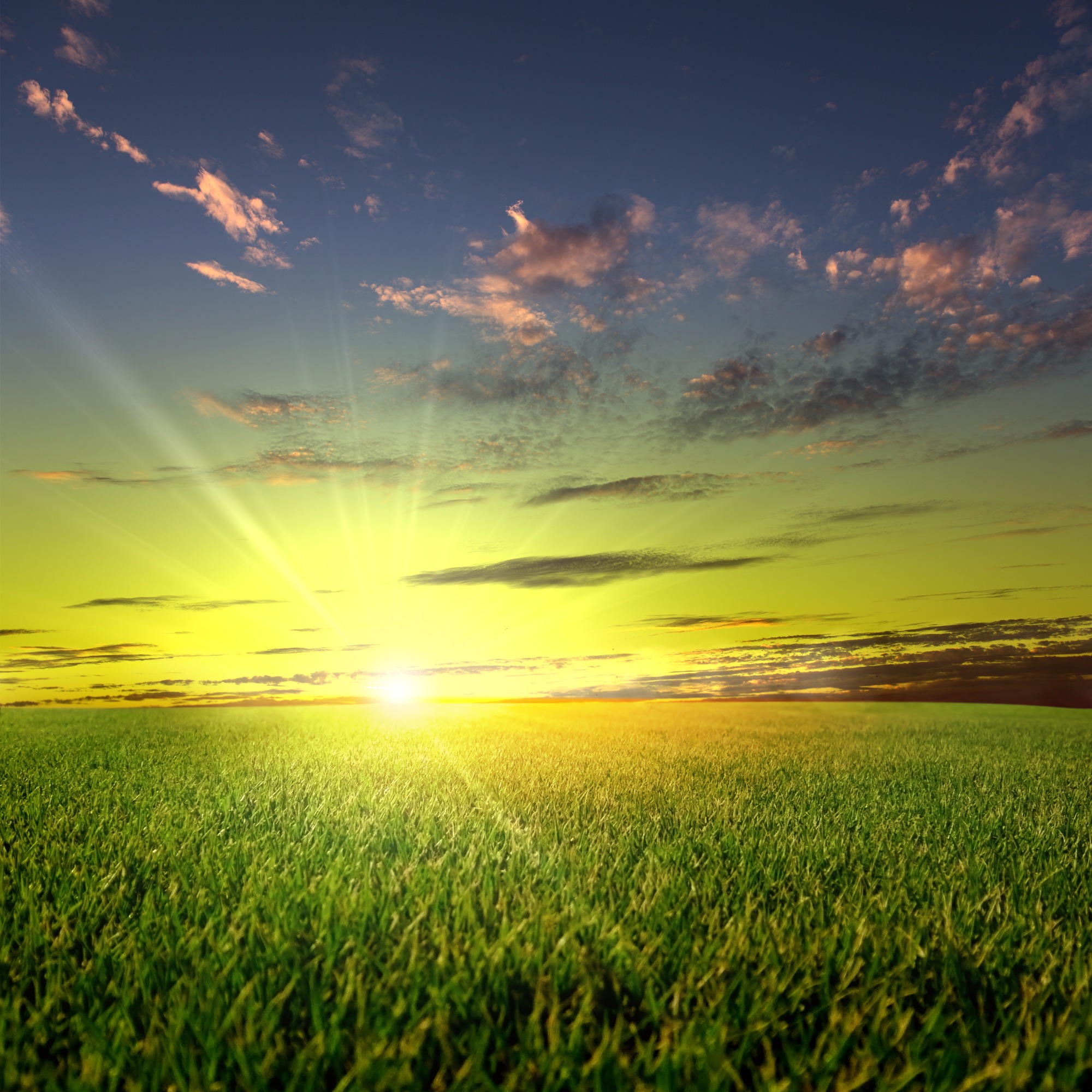 Novas cultivares de sorgo e de milho com elevado potencial produtivo chegam ao mercado Novas cultivares de sorgo e de milho com elevado potencial produtivo chegam ao mercado