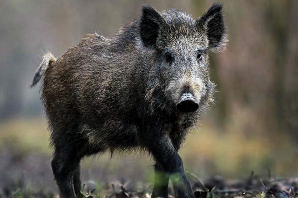 Alemanha detecta primeiro caso de PSA em área central de Brandemburgo