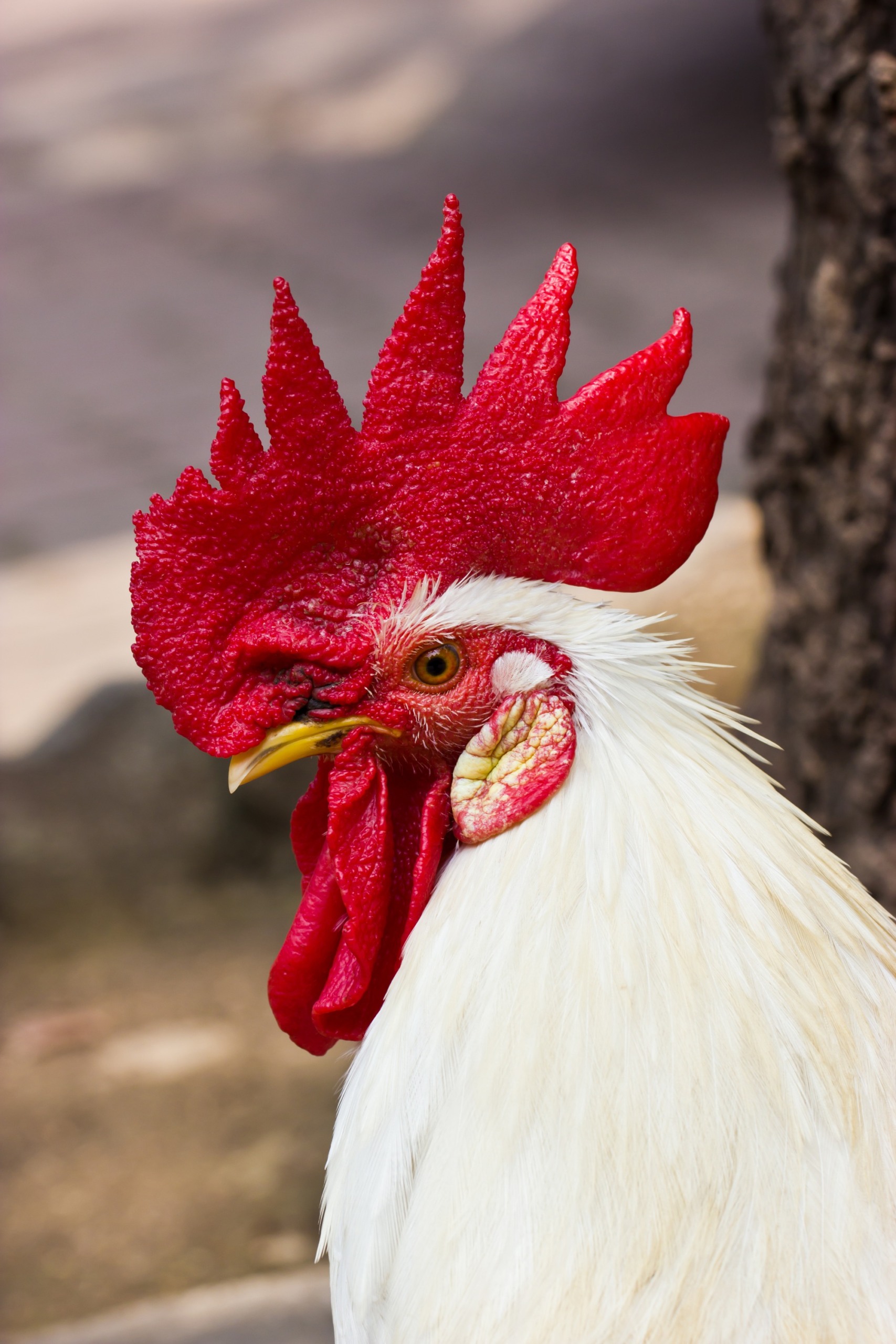 Avicultura em perspectiva evolutiva