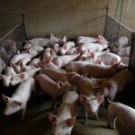 Alemanha ergue barreira sanitária contra Peste Suína Africana Alemanha ergue barreira sanitária contra Peste Suína Africana