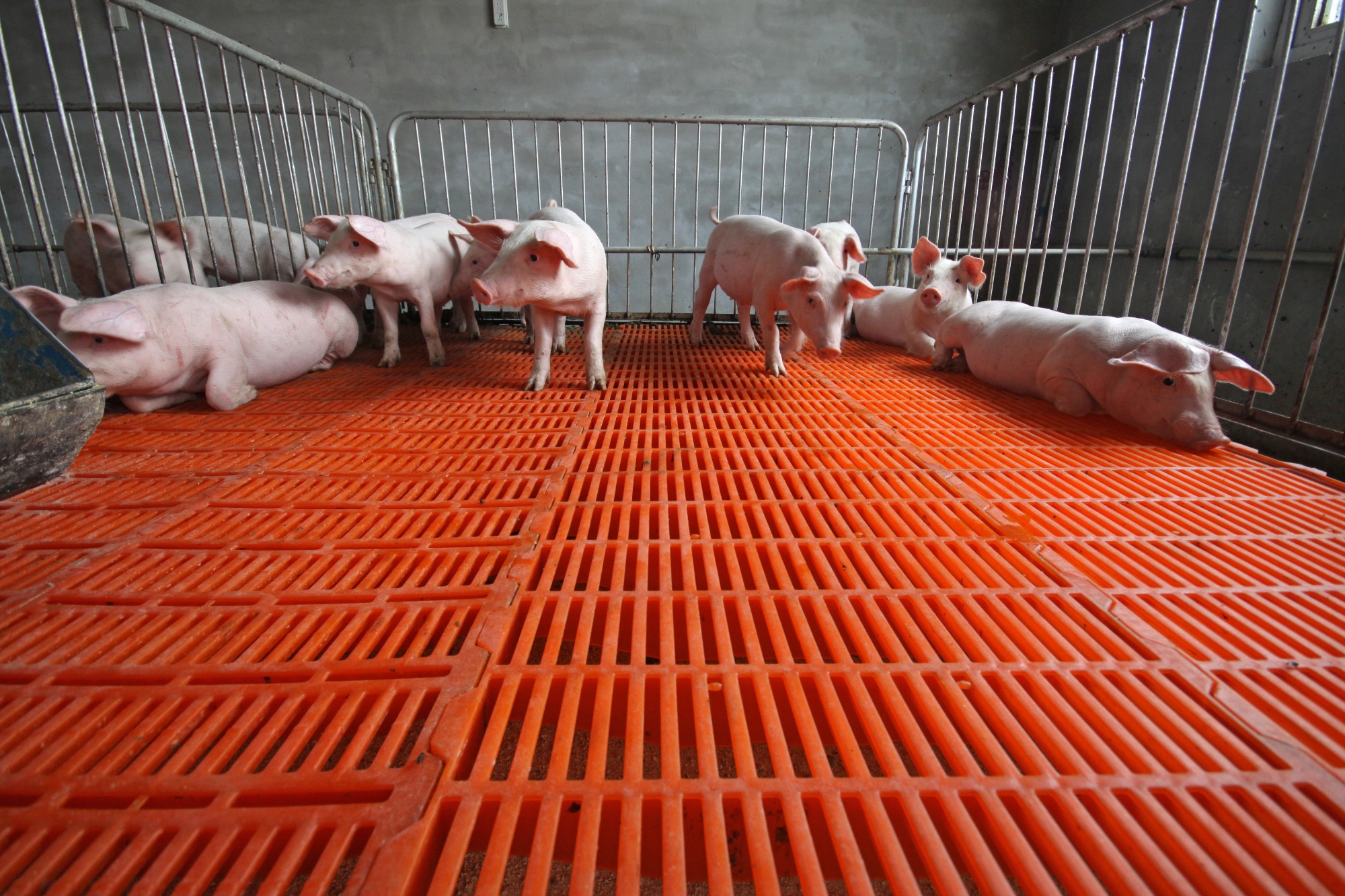Enzimas exógenas e peletização aumentam a digestibilidade da dieta em suínos na fase pré-inicial