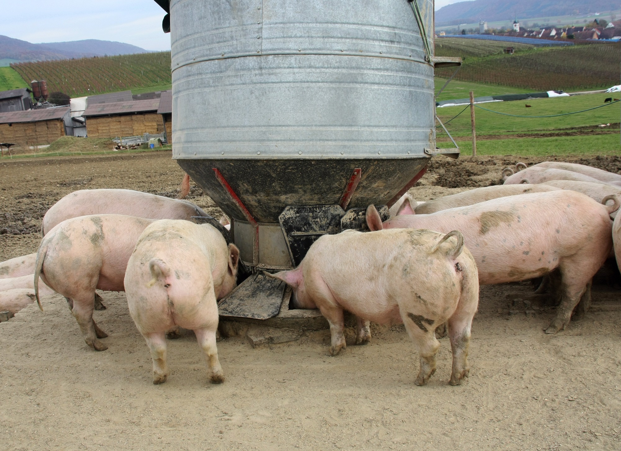 Preços do suíno estão abaixo do esperado pelo setor