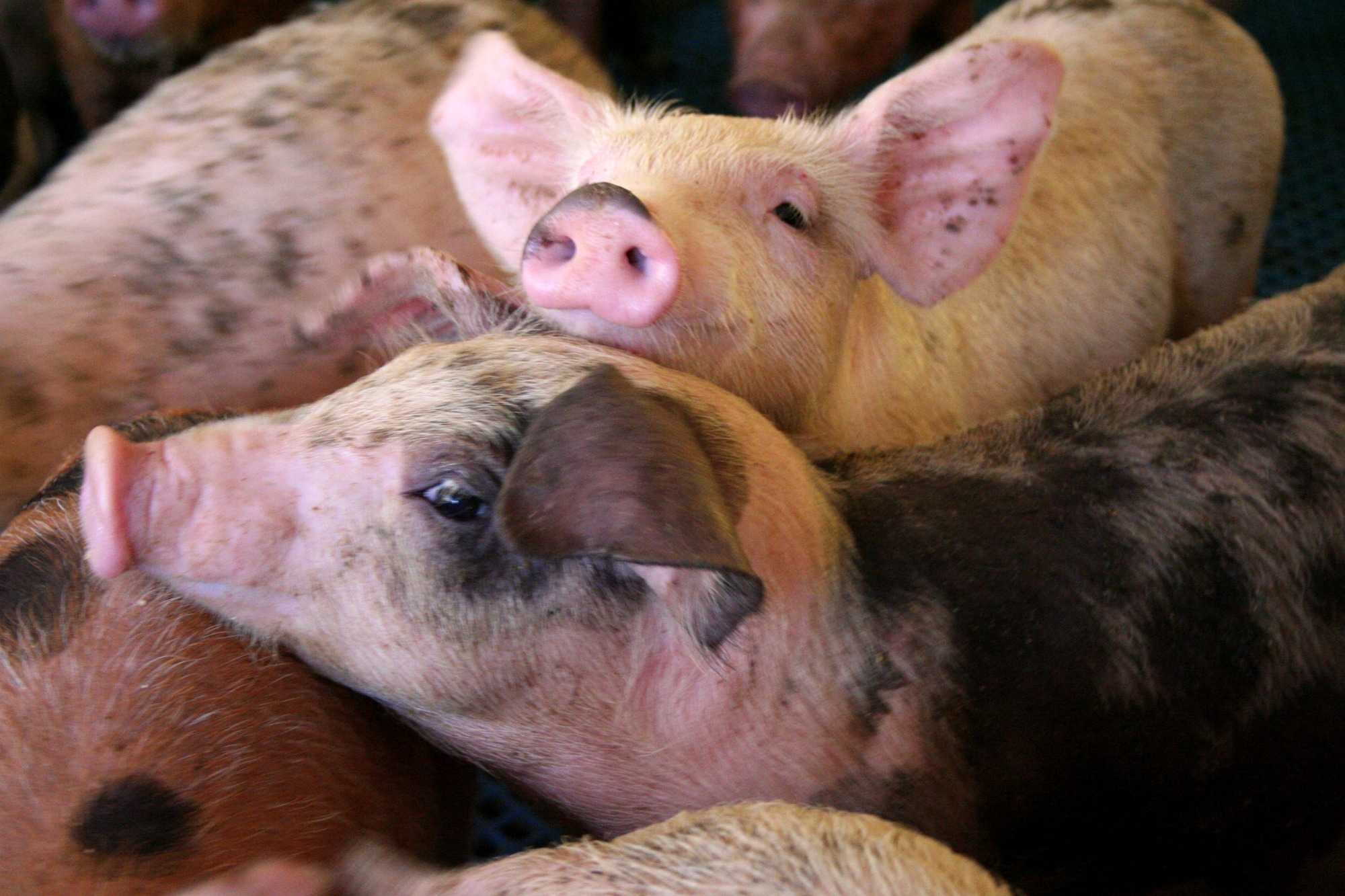 Música clássica contribui para bem-estar de suínos, aponta estudo