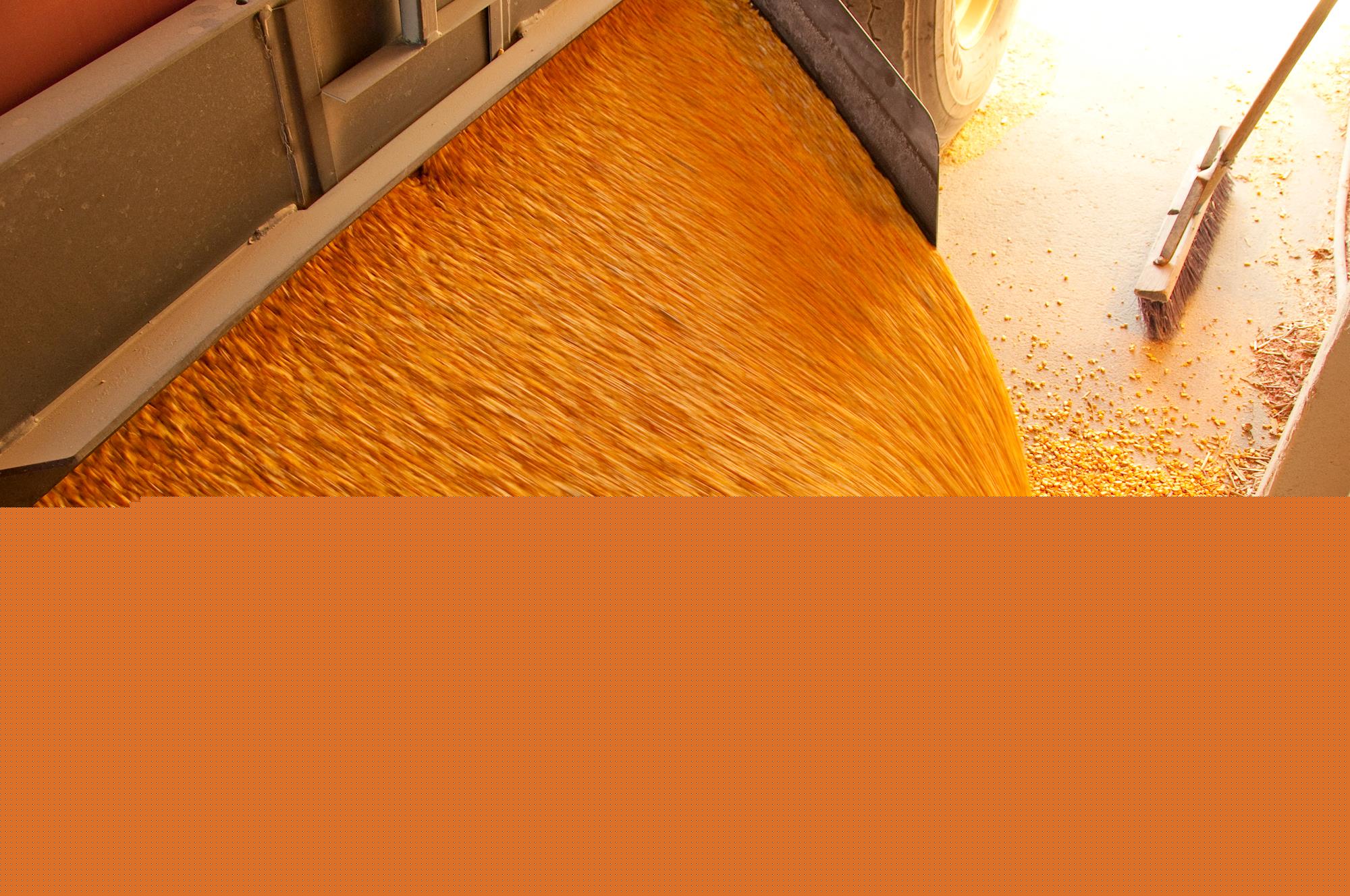 JBS e BRF negociam maior importação de milho dos EUA desde 1998 JBS e BRF negociam maior importação de milho dos EUA desde 1998