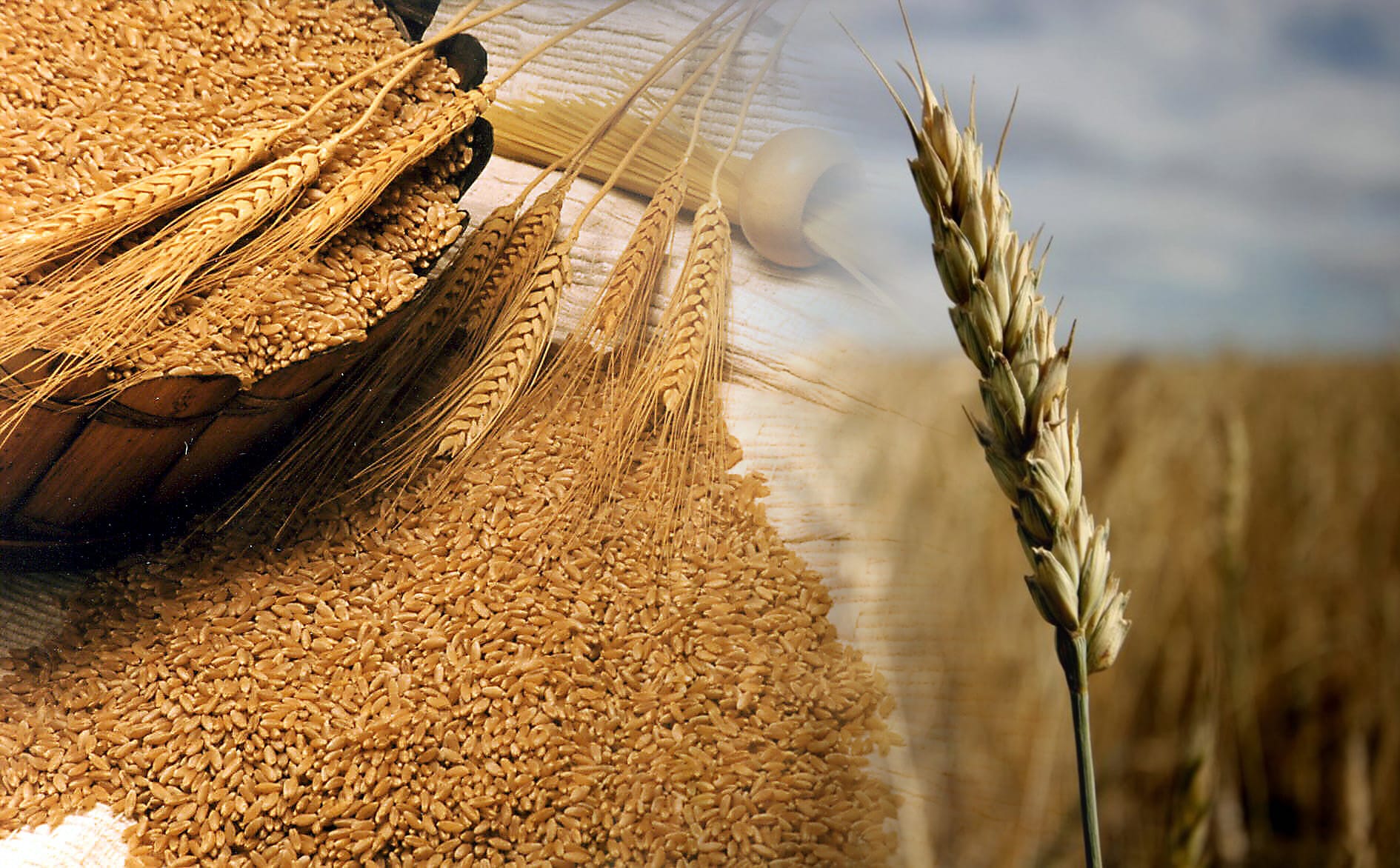 Durum Wheat Durum Wheat