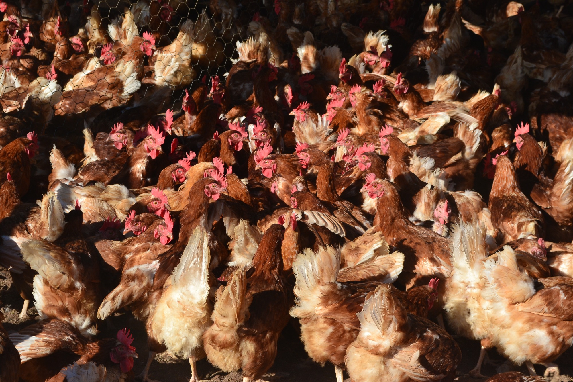 Fazenda da Toca promove novo curso de Produção de Ovos Orgânicos Fazenda da Toca promove novo curso de Produção de Ovos Orgânicos