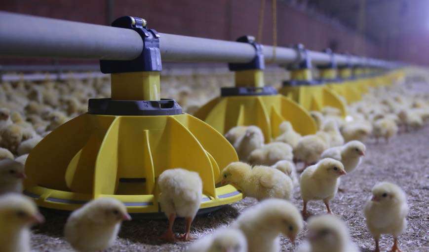 Pellets é opção sustentável para aquecimento em granjas