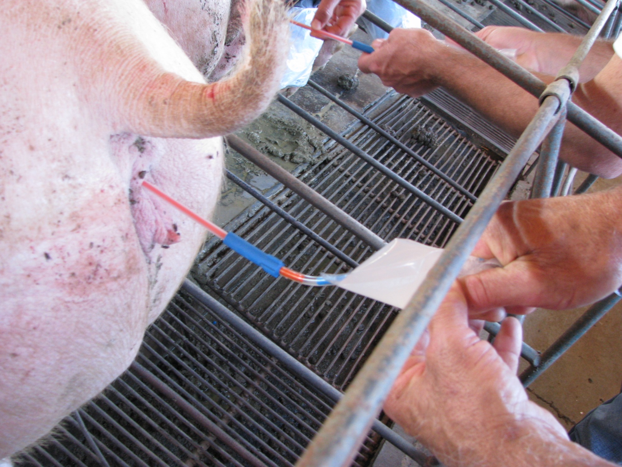 Existe risco no uso intensivo de doses inseminantes durante o período de cio da porca?