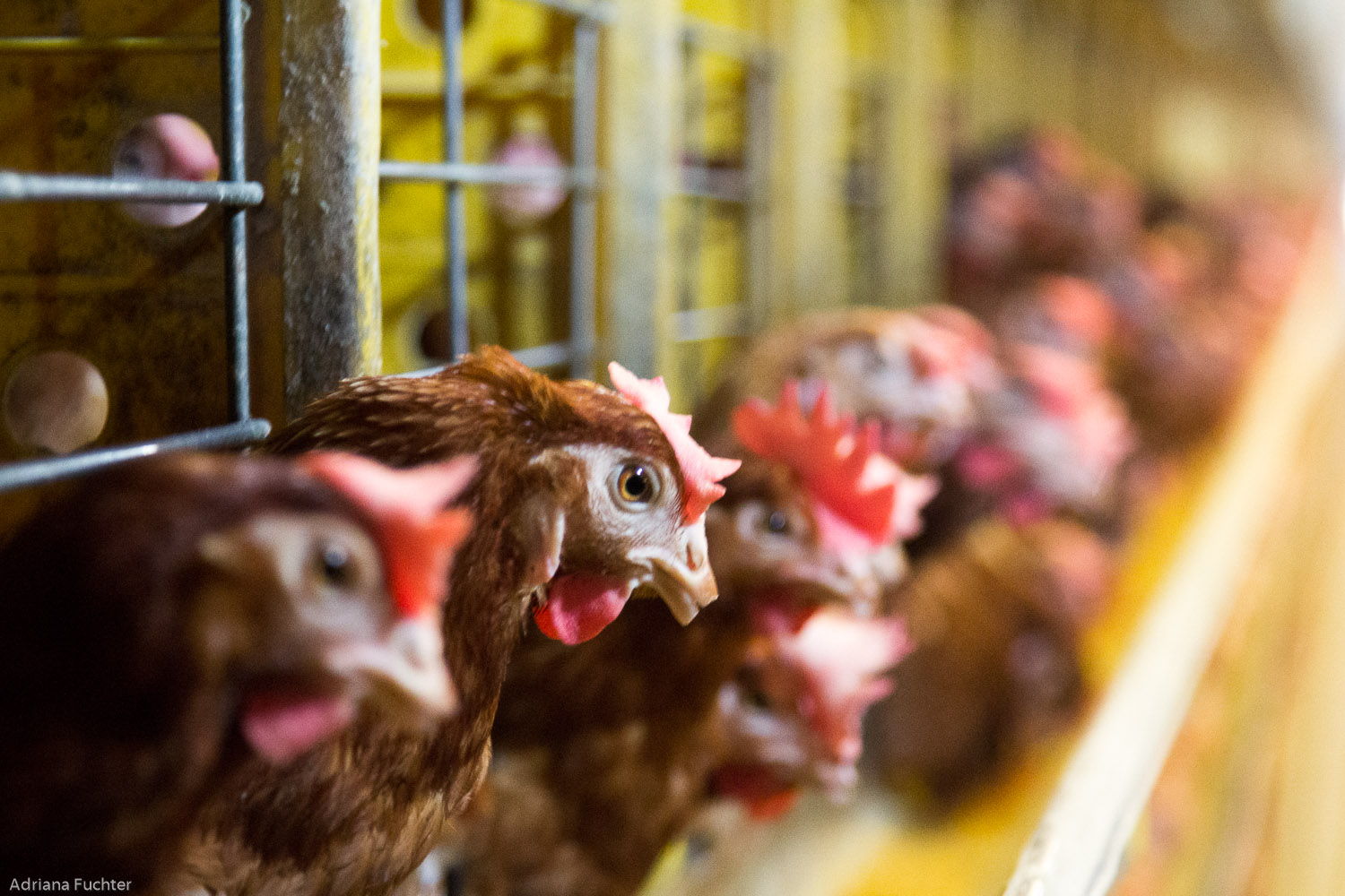 Da cria à postura, nutrição de galinhas poedeiras exige atenção especial