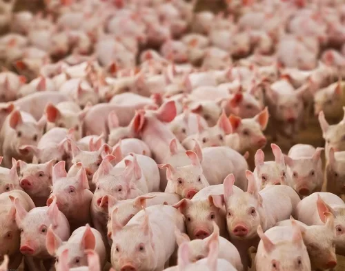 Plantel de suínos chega a quase 40 milhões de cabeças