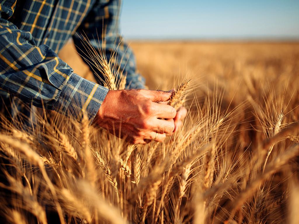 Trigo absorve mais CO2 do que emite, revela pesquisa Trigo absorve mais CO2 do que emite, revela pesquisa