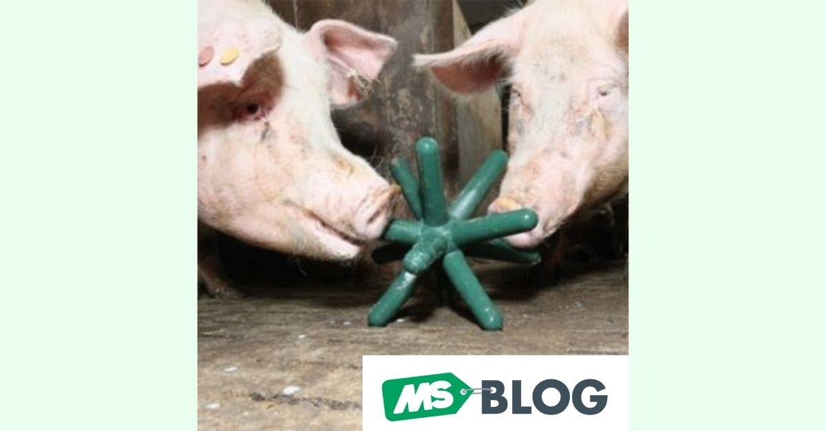 Joga na baia! - Dicas de enriquecimento ambiental